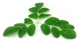 feuilles de moringa